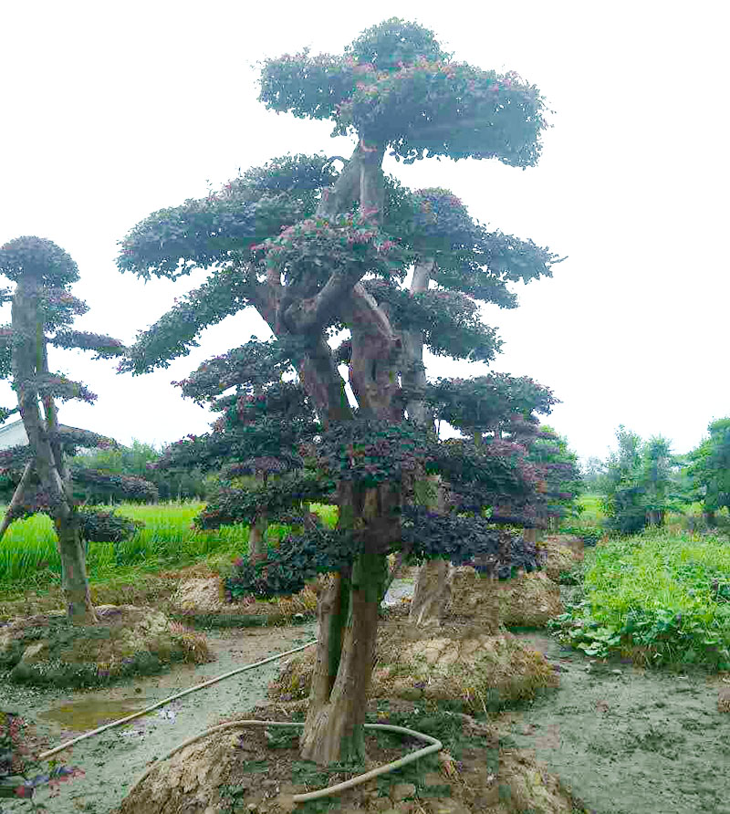 貴陽綠化養(yǎng)護
