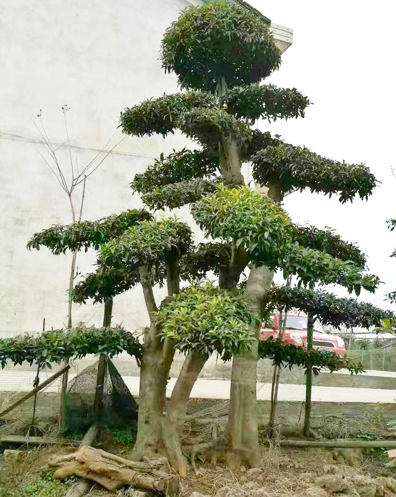 貴陽綠化養(yǎng)護(hù)