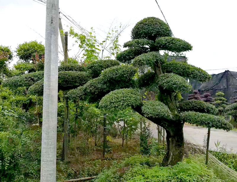 貴陽綠化養(yǎng)護(hù)